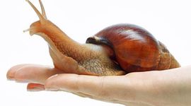 Timeline: Faith Berg- Giant African Snail