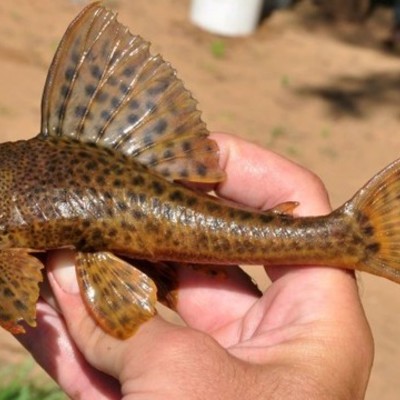 Timeline: Jacob Willman- Armored Catfish