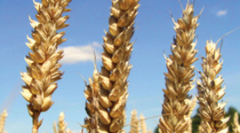 Timeline: A growing Economy