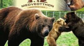 Timeline: Veresegyházi Medveotthon 1998-2016