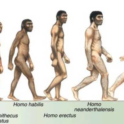 Timeline: Evolucion del hombre