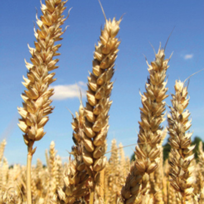 Timeline: American Progress. Meadow