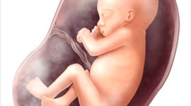 Timeline: FETAL DEVELOPMENT TIMELINE