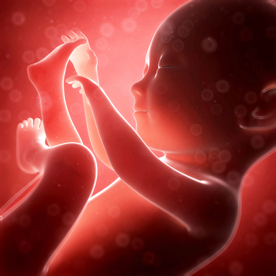 Timeline: The Fetal Development