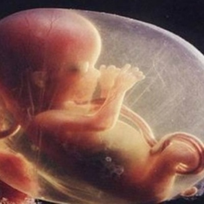 Timeline: Fetal Development Timeline