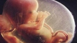 Timeline: Fetal Development Timeline