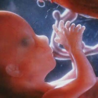 Timeline: Fetal Development Timeline