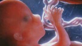 Timeline: Fetal Development Timeline