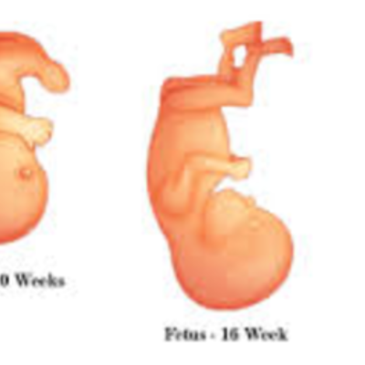 Timeline: Fetal Development