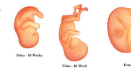 Timeline: Fetal Development