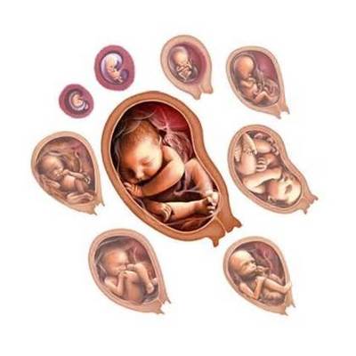 Timeline: Fetal Development Timeline