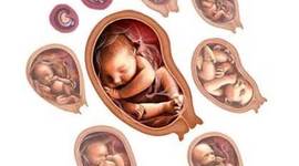 Timeline: Fetal Development Timeline