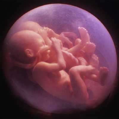 Timeline: The Miracle of Life