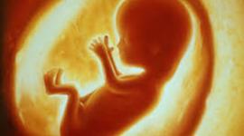 Timeline: Fetal Development Timeline