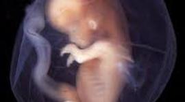 Timeline: Fetal Development