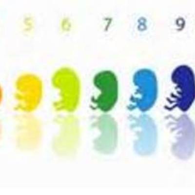 Timeline: Fetal Development Timeline
