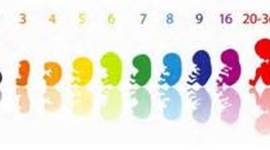 Timeline: Fetal Development Timeline