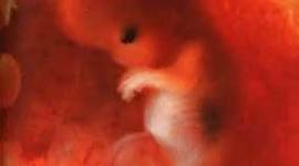 Timeline: Fetal Development Timeline