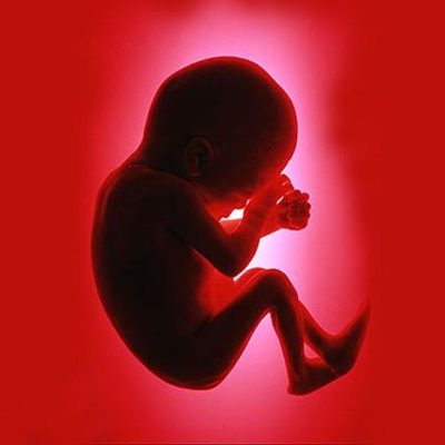 Timeline: Fetal Development