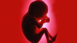 Timeline: Fetal Development