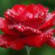 Beautiful rose flower wallpapers