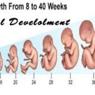 Timeline: FETAL DEVELOPMENT