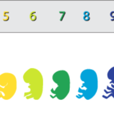Timeline: Fetal Development week 1- week 40
