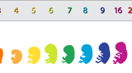 Timeline: Fetal Development week 1- week 40