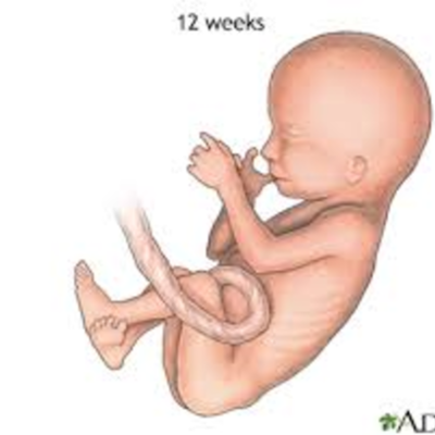 Timeline: Fetal Development