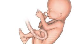 Timeline: Fetal Development