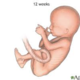 Fetus