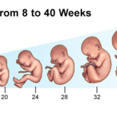 Timeline: The growing Fetus