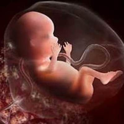 Timeline: Fetal Development