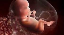 Timeline: Fetal Development