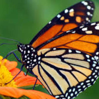 Timeline: Transformation of a butterfly