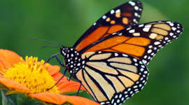 Timeline: Transformation of a butterfly