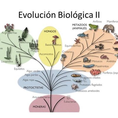 Timeline: Evolución