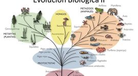 Timeline: Evolución