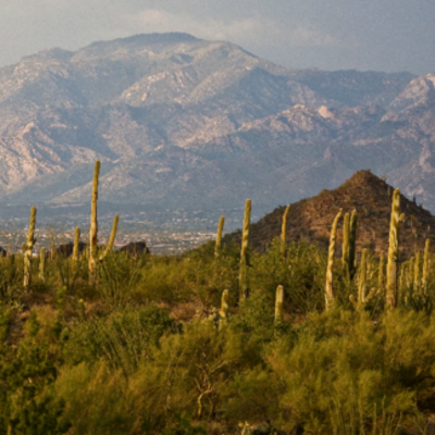 Timeline: American Immigration