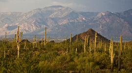 Timeline: American Immigration