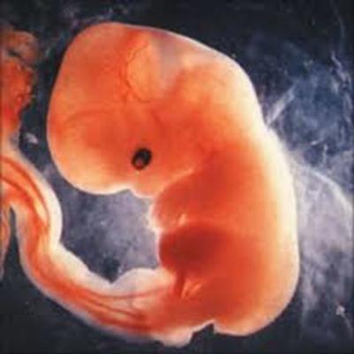 Timeline: Fetus Development