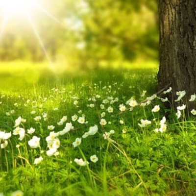 Timeline: Los reinos de la naturaleza