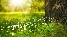 Timeline: Los reinos de la naturaleza