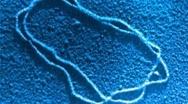 Timeline: Principales acontecimientos sobre el DNA