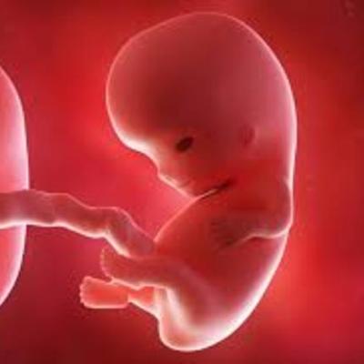 Timeline: Fetal Development