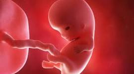 Timeline: Fetal Development
