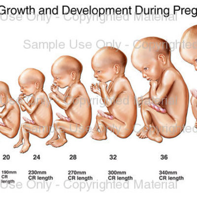 Timeline: Fetal Development Timeline