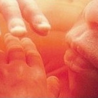 Timeline: Fetal Development