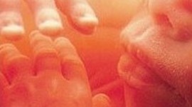 Timeline: Fetal Development