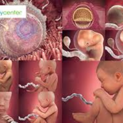 Timeline: Fetal Development